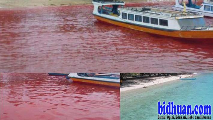 Ini Penyebab Fenomena Air Laut Jadi Merah Darah di Maluku