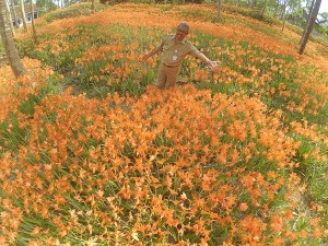 Mbak Isna @isnanine_ Ini pak haryo, camat patuk gunungkidul, promosi kebun bunga amarillys yg mekar sethun skali. Hayo kesini @JogjaToday