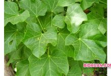 Macam-Macam Khasiat Daun Jarak yang Jarang Diketahui Orang Khasiat Daun Jarak untuk Kesehatan