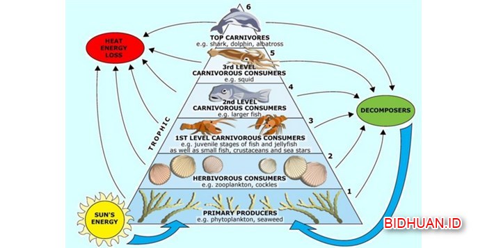 Piramida Makanan - Pengertian Contoh dan Jenisnya Secara Lengkap