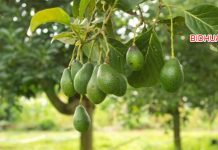 25 Manfaat Daun Alpukat: Manfaatnya dan Cara Mengolahnya untuk Kesehatan Tubuh dan Kecantikan 25 Manfaat Daun Alpukat - Manfaatnya Untuk Kesehatan Tubuh dan Kecantikan