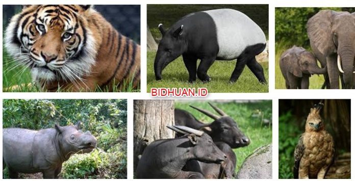 54 Gambar Binatang Yang Dilindungi Di Indonesia HD