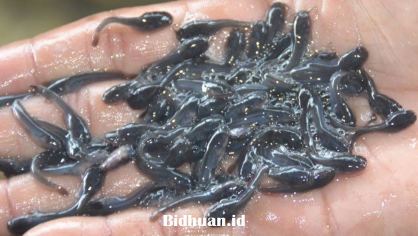 Pemilihan Bibit Ikan Lele Pemilihan Bibit Ikan Lele