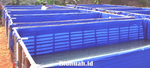 Kolam Untuk Budidaya Ikan Lele Kolam Untuk Budidaya Ikan Lele