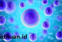 15 Perbedaan Sel Prokariotik dan Eukariotik Lengkap Beserta Penjelasannya